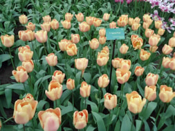 Keukenhof (20)